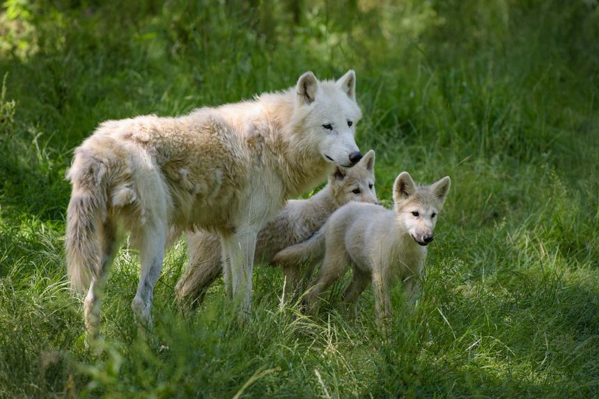 Scientists say they revived an extinct wolf species. A vote will decide their future.