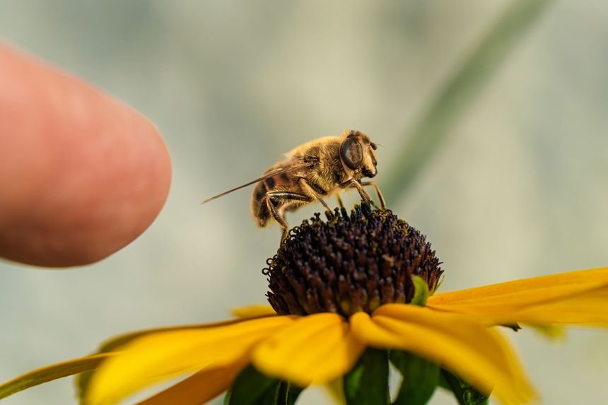 Researchers develop tiny solution for major threat to honeybees