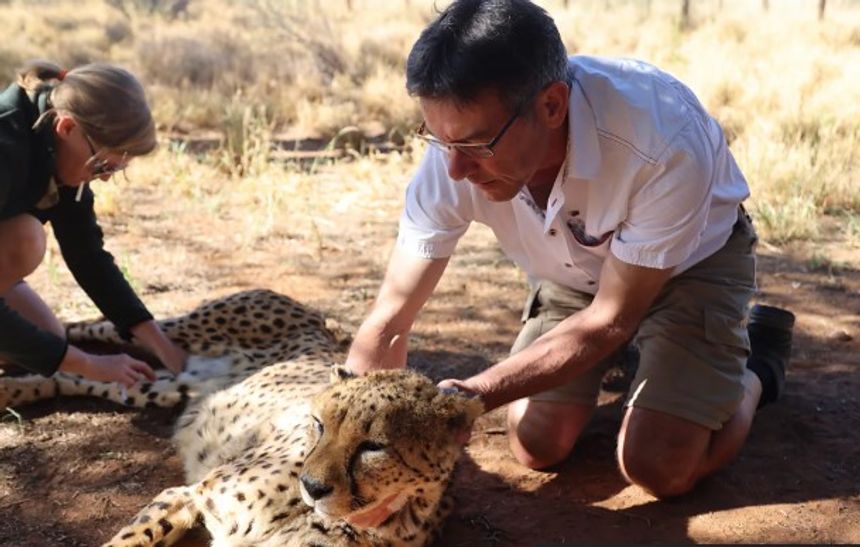 Satellites That Can Detect Animal Panic From Space