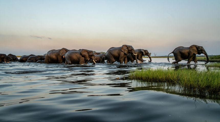 The African elephant in the room: Is there such a thing as guilt-free safari?