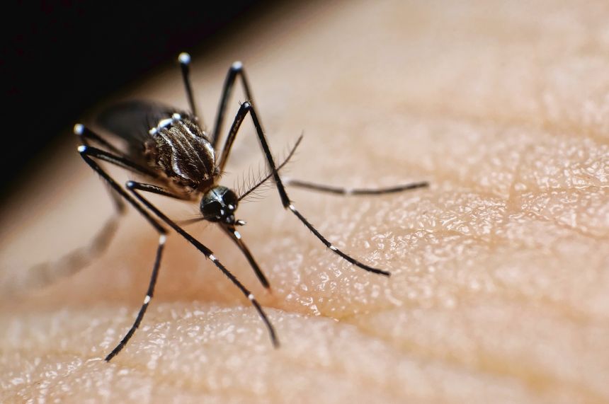 Mosquitoes bite! 5 tips for making yourself less attractive to them