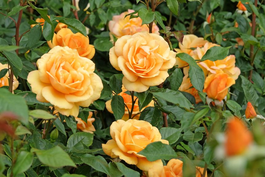 This First-Of-Its-Kind Florida Botanical Garden Is Powered By Sunshine—Literally