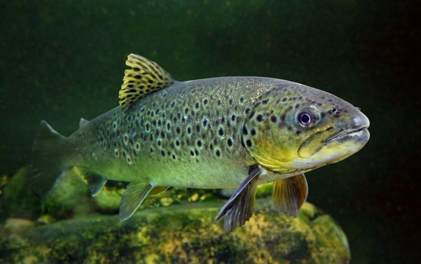 Friday Fun: Meet Mary Catherine, the Great Lakes’ oldest-known trout
