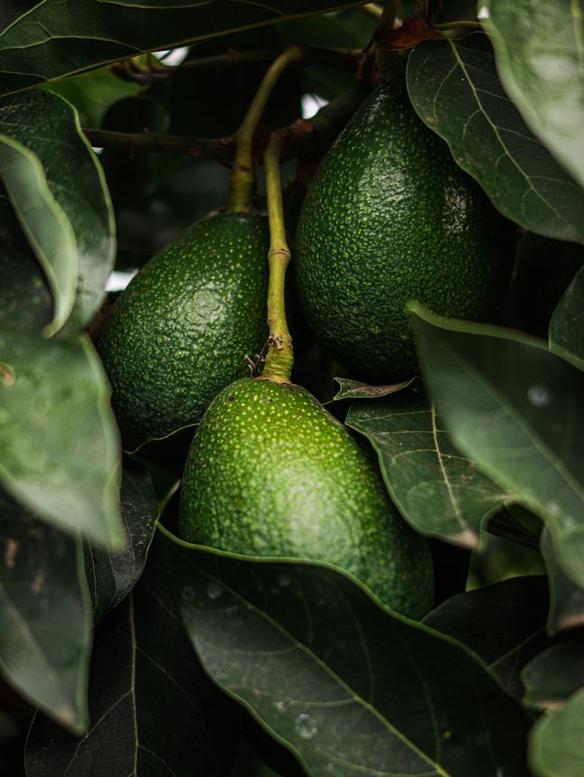 Mexican Avocados Go Deforestation-Free Starting 2026