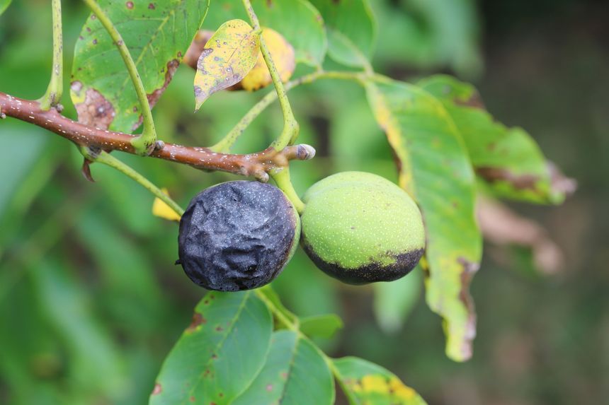 Fruit fly tests in Greece target invasive species threat