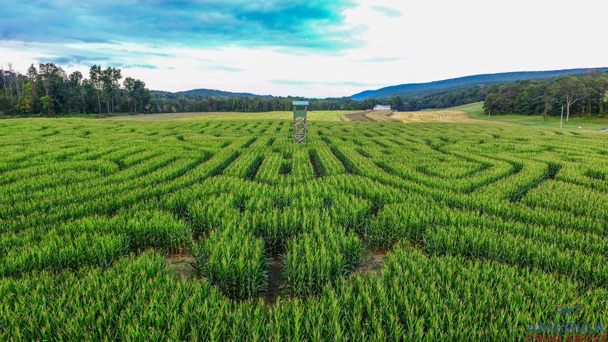 Inside the Weird World of Corn Mazes