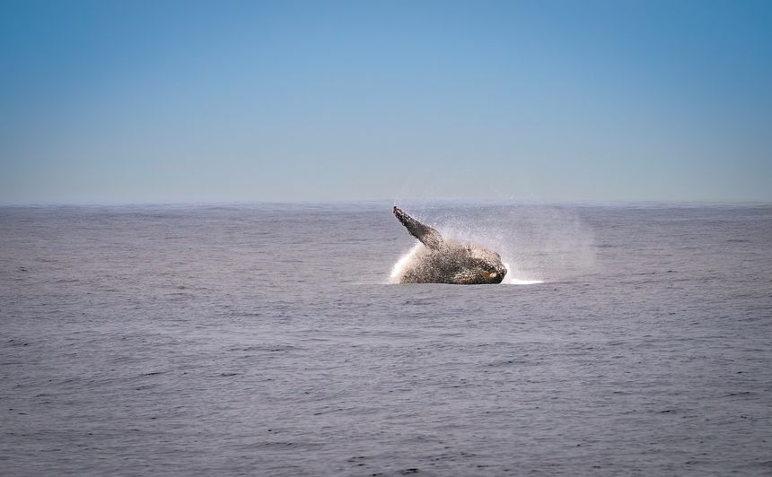 A Landmark Treaty to Protect the High Seas