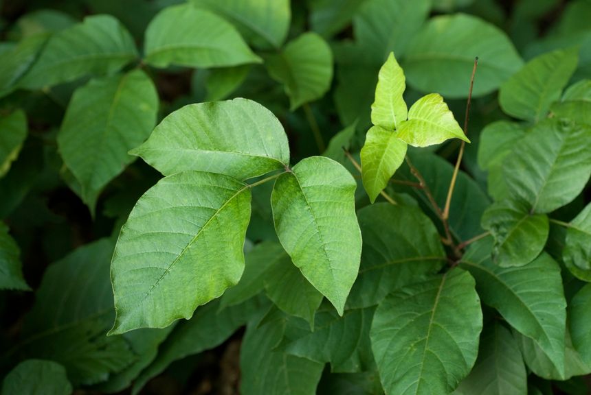 Climate change is making poison ivy stronger and itchier