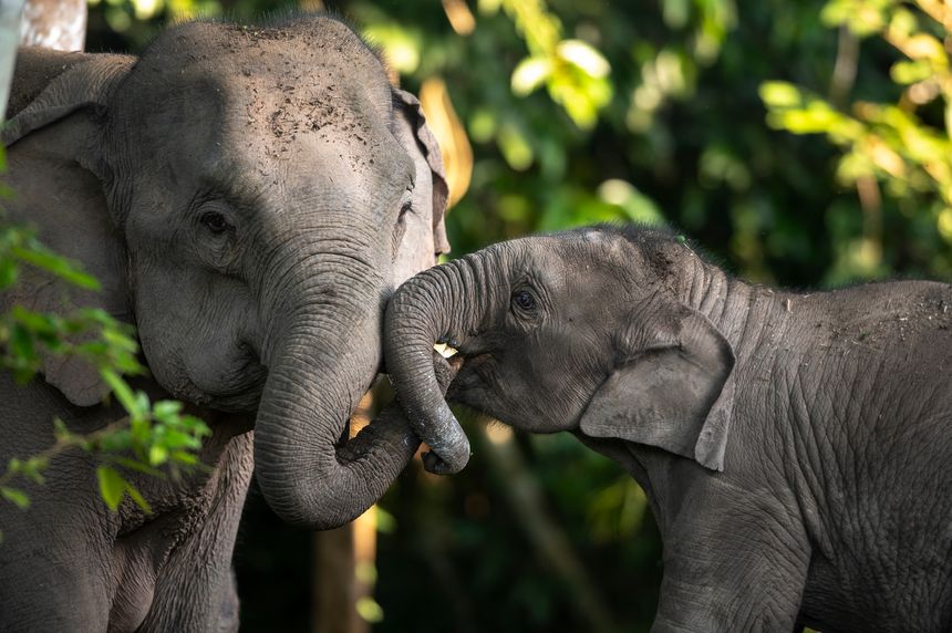 Phuket Elephant Nature Reserve: A Model for Sustainable and Ethical Wildlife Tourism