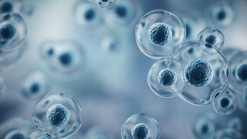 Stem cells from body fat may repair spinal fractures