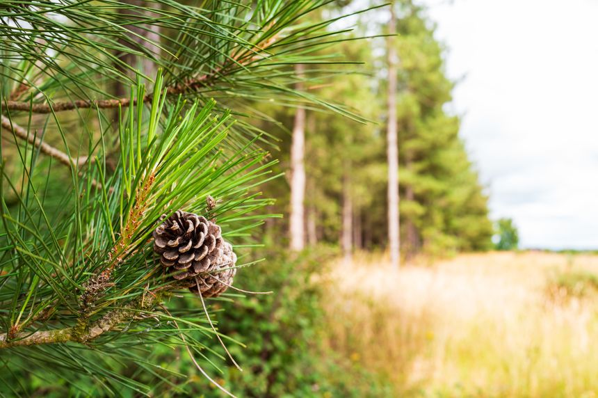 Shallow focus of a pine cone seen on a pine tree at the edge of a large forest in rural Britain. A controversial solar farm is planed nearby cover 1000 of acres.