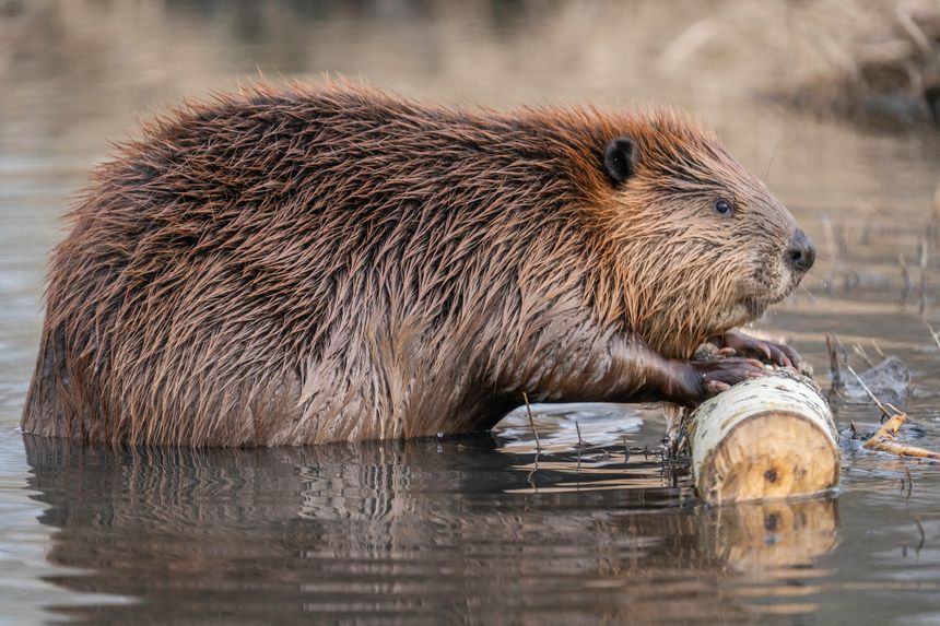 Low angle closeup side view of a cute beaver out of water eating a tree