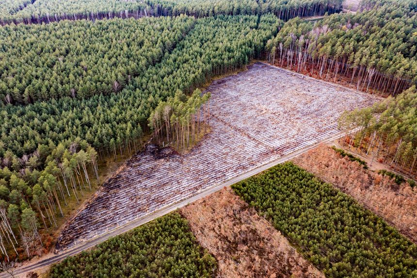 Cut down trees in a forest for wood in Poland, view from above.