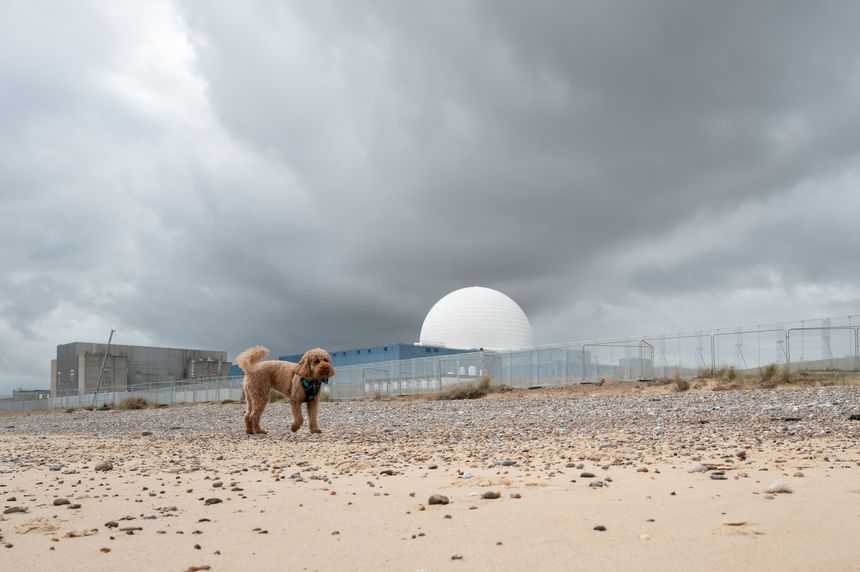 Poodle dog seen playing on a Suffolk, UK beach. The background shows the dome of the Sizewell B nuclear power plant. Fencing is seen, part of the new Sizewell C construction site.