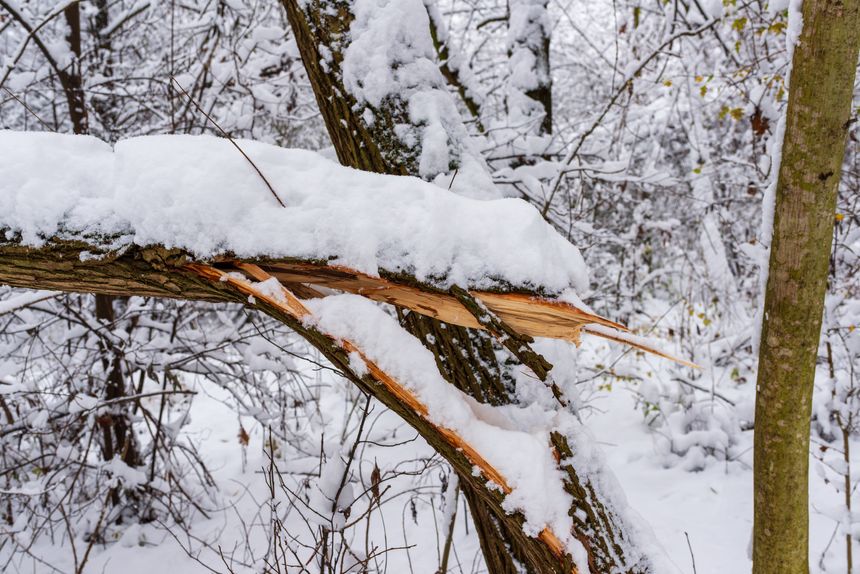 Do Trees Really Explode? What Extreme Weather Is Doing to Nature