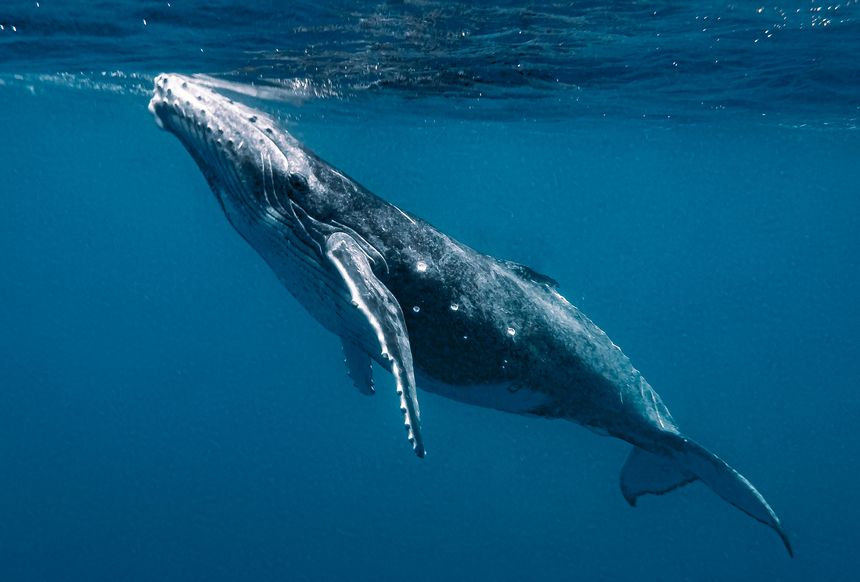 How NOAA Is Using Drones To Track Whales