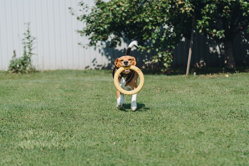 cute black red and white beagle dog playing with puller ring toy on green lawn outdoors in sunny summer day, scent hound, foxhound, hunting dog, dogwalking concept