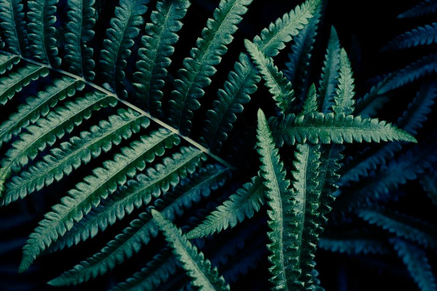 Green fern leaf and dark background
