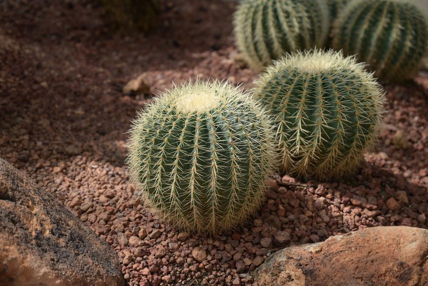 Close-up of Echinocactus, Barrel cactus, a big succulent plant with a green stem, round-shaped, and yellow spines decorated with white pebbles in the rock garden.