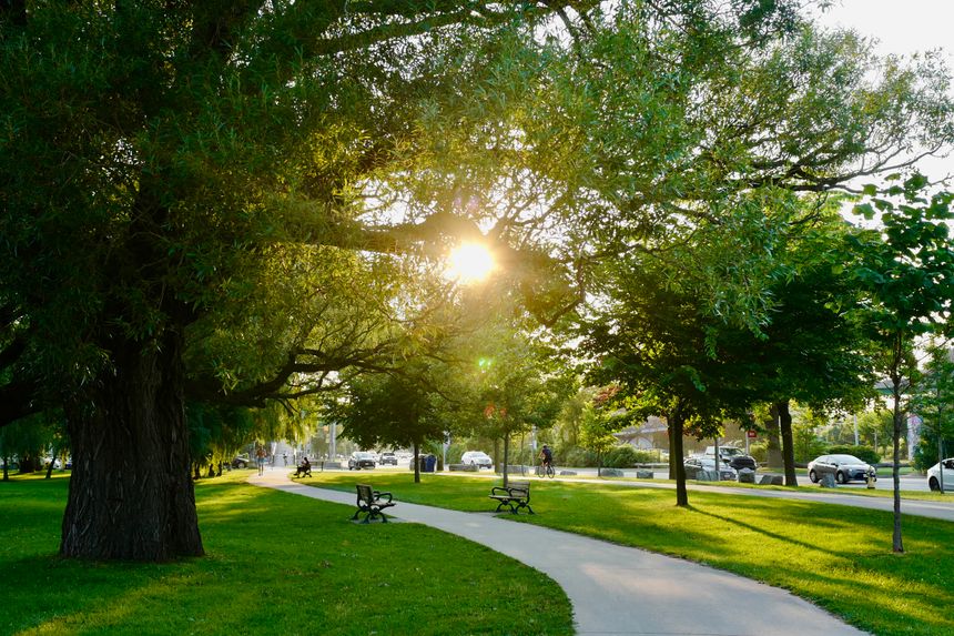 A vibrant summer scene in a city park, where a wide sidewalk leads through the green space, lined with sturdy, tall trees. The sunlight filters through the gaps in the leaves, casting dappled light onto the park benches and the ground below. The peaceful atmosphere, with no people in sight, invites relaxation and enjoyment of the natural beauty in an urban park setting.