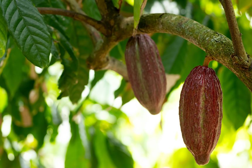 Ripening cocoa pods are growing on a cocoa tree in lush foliage in the tropical agricultural plantation.