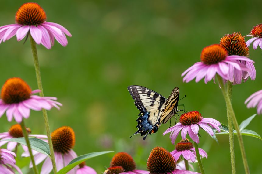 The Benefits of Native Plants in Ecological Garden Cultivation