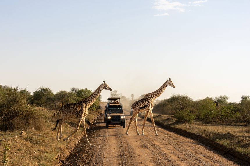 Travel with Purpose: Can Your Next Holiday Help Protect Wildlife?