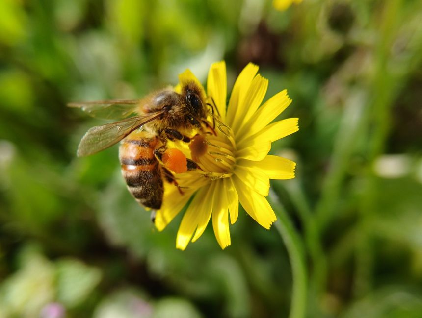 On World Bee Day, Automobili Lamborghini confirms its commitment to sustainability