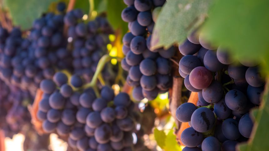 Researchers Find Surprising Link Between Grapes and Sun Protection