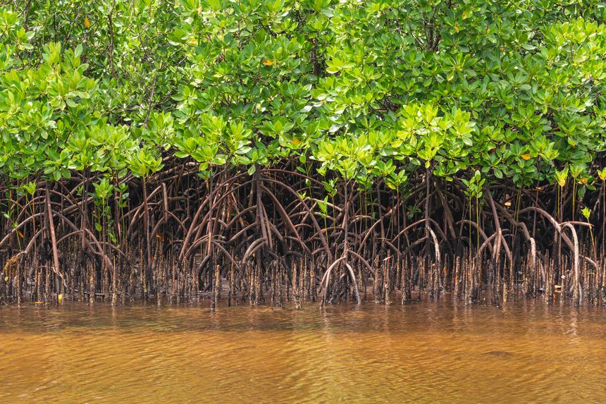 Beautiful Mangrove Roots At A Tidal Creek On The Island Of Mahe, Seychelles