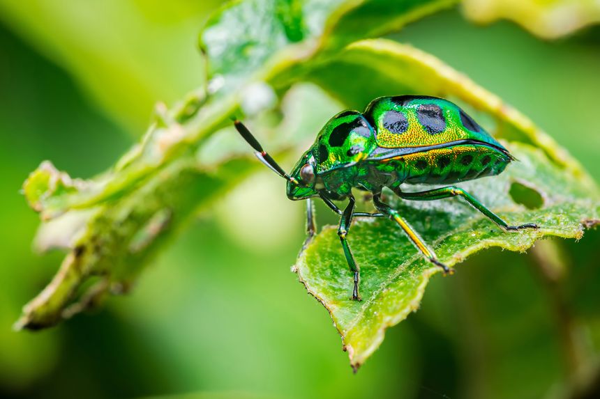 Close-up of a metallic green and gold jewel bug perched on a partially eaten leaf, highlighting its vibrant exoskeleton and intricate patterns in a natural setting