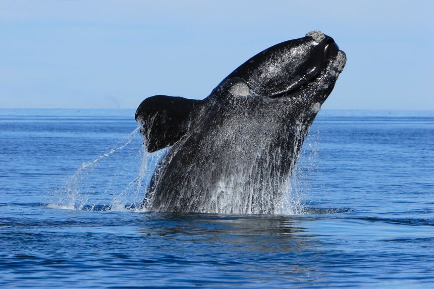 Southern right whale breaching