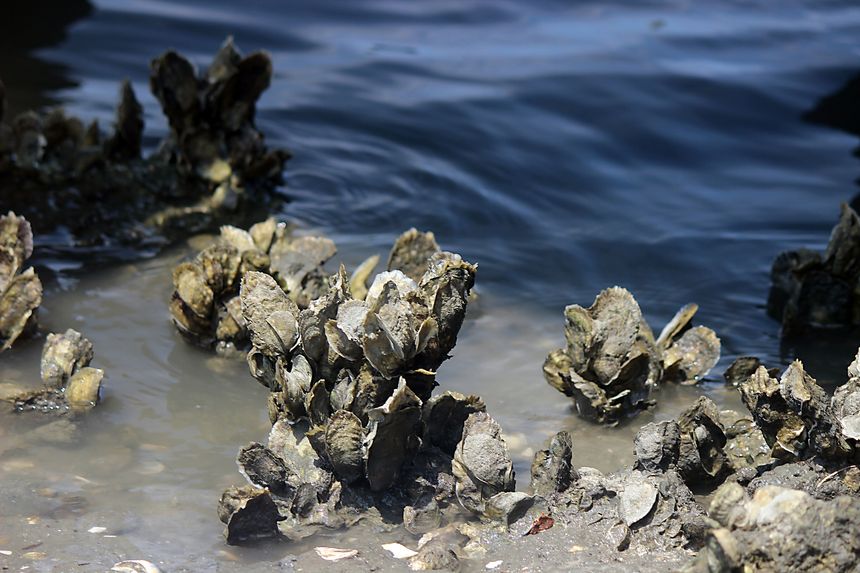 Oyster bed at low tide photographed at Taylor's Creek, Beaufort, on North Carolina coast.