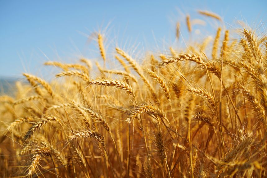 Golden wheat ears