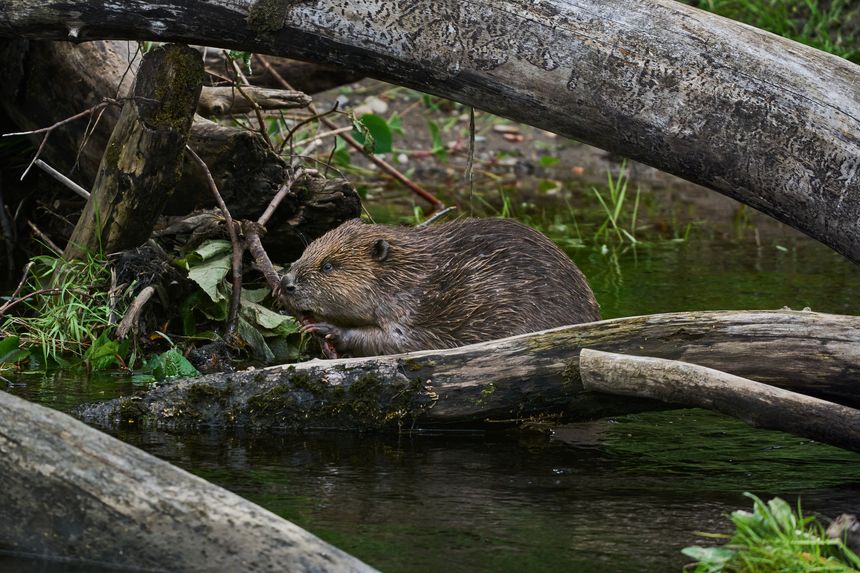 Beaver swimming in a Beaver pool from Bamff Scotland 2023