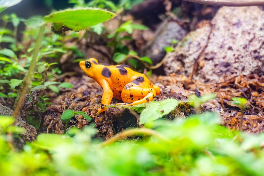 the pamanian golden frog, atelopus zeteki, living in Panama is critically endangered due to the chytrid fungus and illegal pet trade, Panama