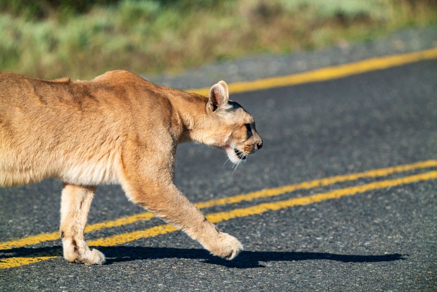 A cougar gracefully crosses a rural road, highlighting its natural elegance and strength in a sunny outdoor setting.