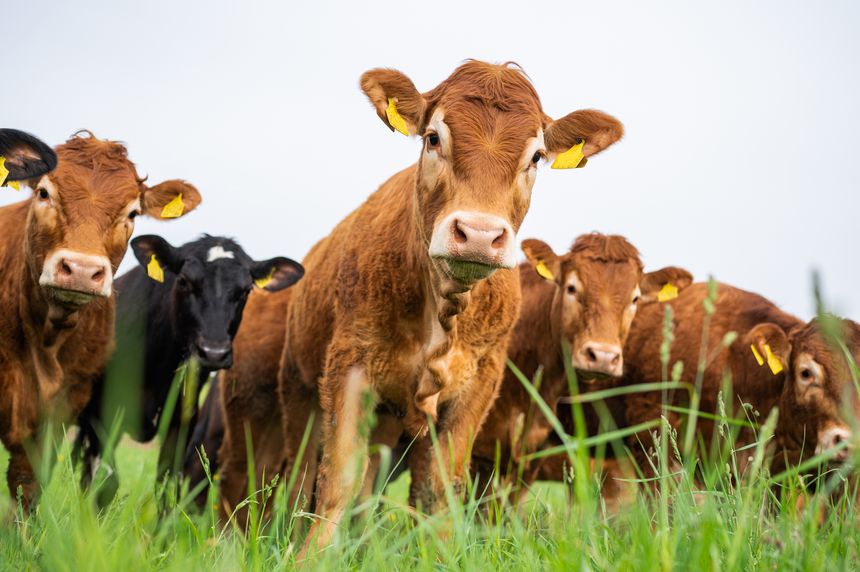 Dairy and beef Cows and Bulls grazing on grass and pasture in a field. The animals are organic and free range, being grown on an agricultural farm