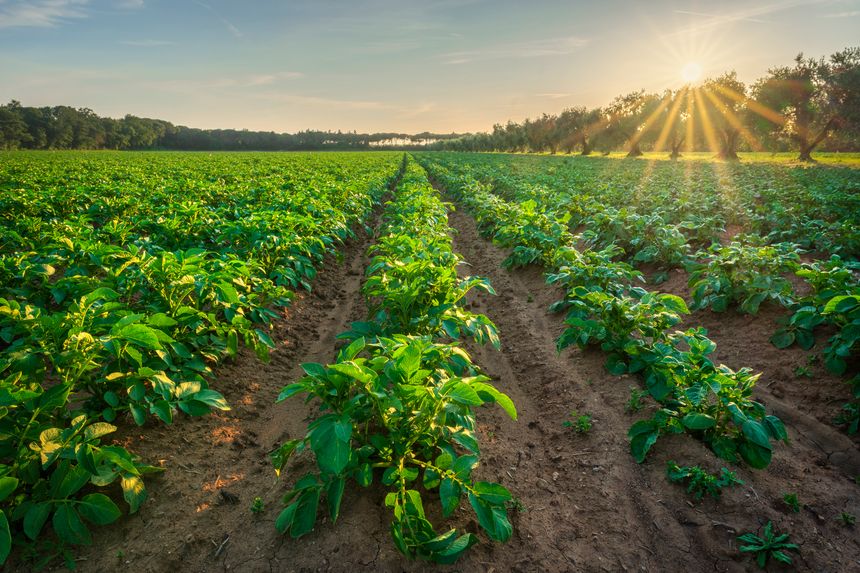 Green potato plants growing in neat rows at sunset. Agricultural landscape with sunbeams and trees in the Bolgheri, Maremma, Tuscany region, Italy