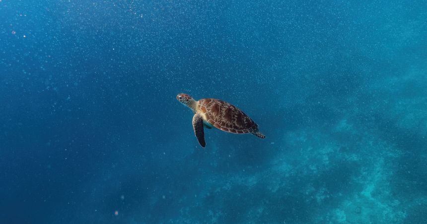 Cinematic Turtle slowly swimming relaxed empty clear blue ocean relaxing minimalist swim from coral to open sea with sun rays. bali indonesia gili islands underwater snorkel snorkelling marine life