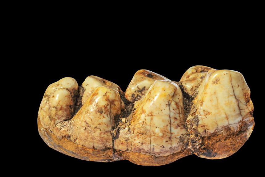 A fossilized mammoth tooth on black background