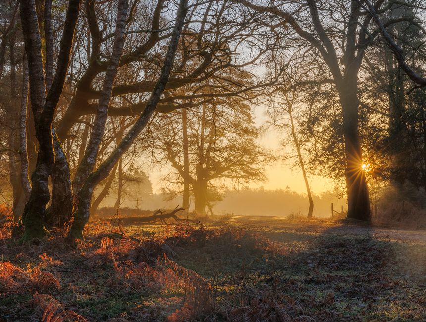 Warm early morning sunlight streams through trees and mist along a footpath in the Park Hill area of the New Forest, Hampshire, UK