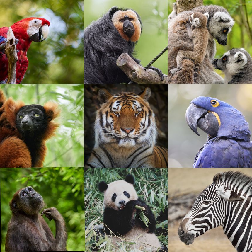 Colorful collage of wild animal portraits arranged in a grid layout. The image features various species such as parrot, lemur, monkey, tiger, panda, zebra and tropical birds. Vibrant natural colors, detailed textures and diverse wildlife make this composition ideal for educational materials, posters, backgrounds or creative projects.
