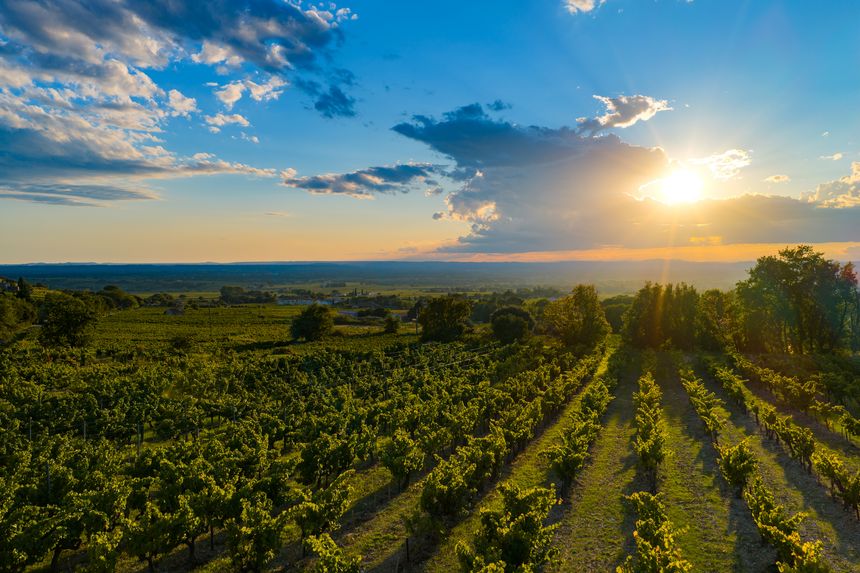 Grape Harvest (Vendanges) in Provence & Southern Côtes du Rhône Vineyards