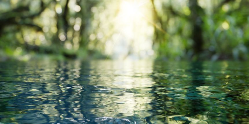 Sunlit Forest Reflections on Calm Water Surface. High quality photo
