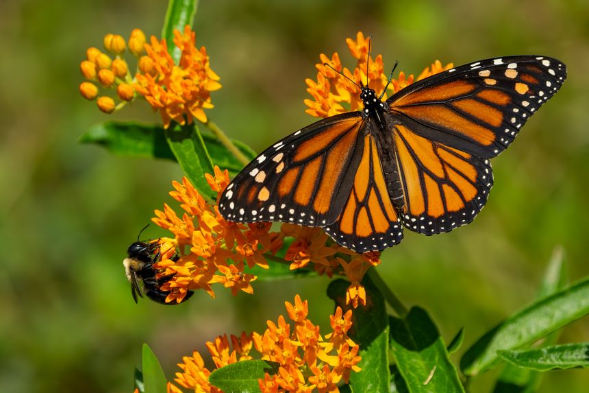 A monarch butterfly feeding on an orange milkweed flower