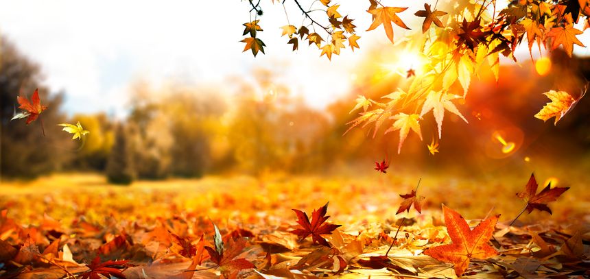 Fall Season - Sunbeam In Orange Branches