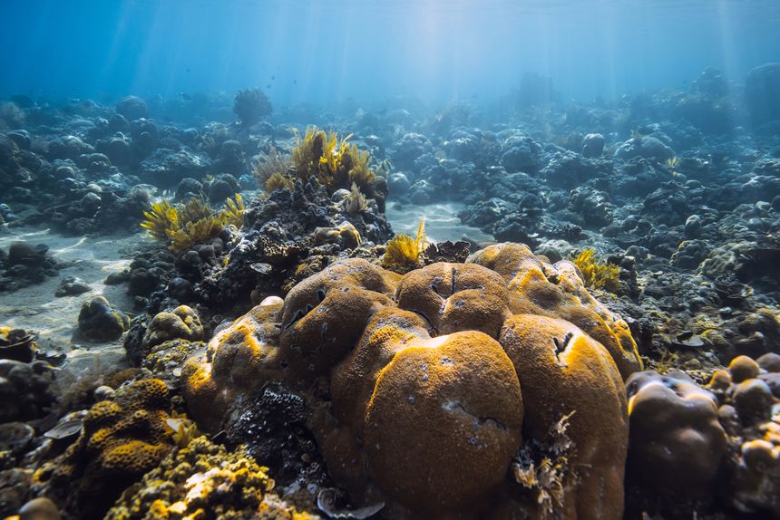 Healthy coral reef with tropical fish underwater in clear ocean water