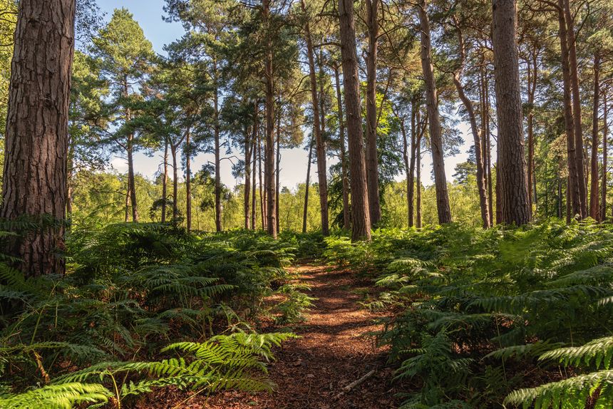 Ferns are on each side of path leading to some pine trees. Dappled sunlight falls onto the ferns and shadows are on the path.