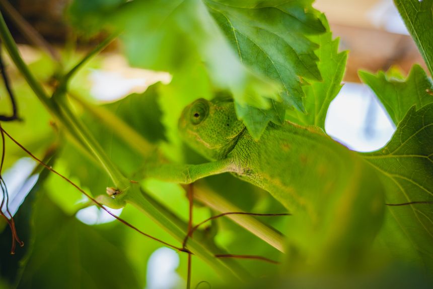 Horizontal close-up shot of a bright green chameleon camouflaged among fresh grapevine leaves and branches, peeking out towards the camera in the Algarve, Portugal.